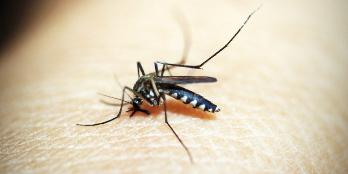 Cresce a preocupação com a febre amarela no Brasil após novos registros da doença e aumento do número de óbitos.