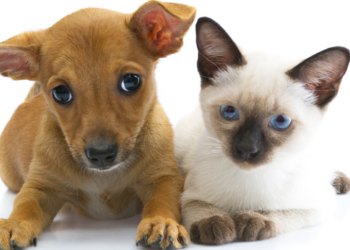 Cerca de 20 cães e gatos estarão disponíveis para adoção responsável