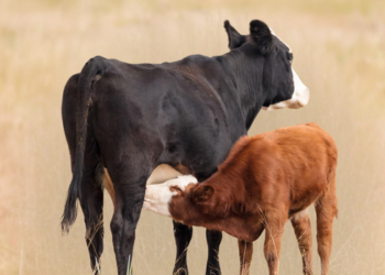 Parasita perigoso para bovinos volta a preocupar os Estados Unidos e pode pressionar ainda mais o setor da carne.