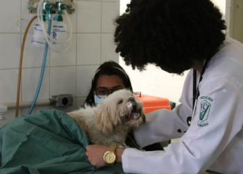 A Lei 15.425/2026 torna crime o exercício ilegal da medicina veterinária e amplia a responsabilização em casos de danos a pessoas e animais.