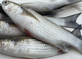 Ministério da Pesca suspende temporariamente a pesca da tainha por arrasto de praia após a captura atingir 90% da cota de 2026. Medida busca garantir a preservação dos estoques e o cumprimento das regras de manejo sustentável.