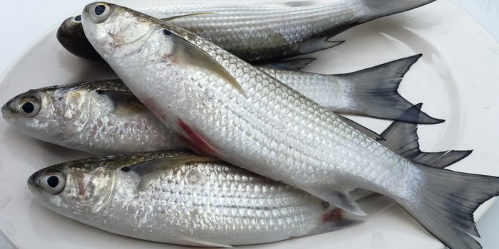 Ministério da Pesca suspende temporariamente a pesca da tainha por arrasto de praia após a captura atingir 90% da cota de 2026. Medida busca garantir a preservação dos estoques e o cumprimento das regras de manejo sustentável.