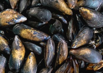 Pesquisa da Unirio aponta presença de microplásticos em mexilhões consumidos na alimentação humana e alerta para riscos ligados à contaminação da cadeia alimentar.