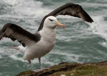 Dia Mundial do Albatroz chama atenção para a ameaça da pesca incidental, que mata milhares de aves marinhas todos os anos. Conheça as ações de conservação no Brasil.