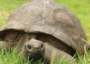 Jonathan, tartaruga de 194 anos que vive em Santa Helena, é reconhecida pelo Guinness como o animal terrestre vivo mais velho do planeta.