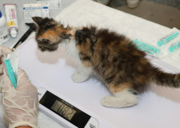 Brasil passa a punir como crime o exercício ilegal da medicina veterinária, incluindo atendimentos e cirurgias sem habilitação.
