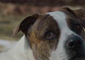 Criança leva pontos após ser atacada por pitbull no Parque Prazeres. Legislação prevê regras para condução de cães em áreas públicas.