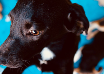 Adotantes poderão conhecer os animais e receber orientações sobre guarda responsável.
