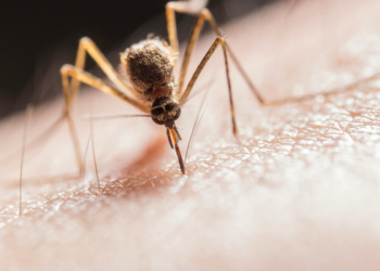 Pesquisa da Fiocruz identifica 453 peptídeos do parasita da malária com potencial para ampliar a eficácia de futuras vacinas, incluindo resposta imune em múltiplas espécies e fases da infecção.