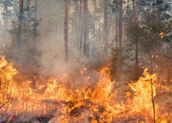  Incêndio florestal na Andaluzia deixa ao menos 11 mortos, 19 desaparecidos e se torna o mais letal da Espanha em mais de 20 anos. Equipes seguem combatendo as chamas.