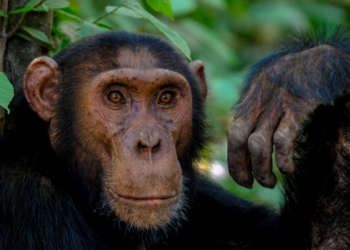 Estudo da Universidade Carnegie Mellon mostra que macacos rhesus e babuínos reconhecem relações geométricas de forma semelhante a humanos.