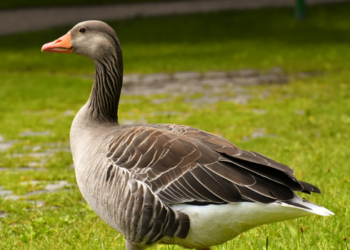 Lei nº 15.475 proíbe a produção e comercialização de alimentos obtidos por alimentação forçada de animais, incluindo o foie gras, em todo o Brasil.