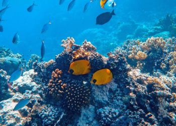 Japão realizará em 2027 um teste de mineração submarina para extrair terras-raras a 6 mil metros de profundidade e reduzir a dependência de fornecedores externos.