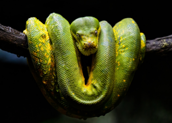 Entenda os possíveis significados de sonhar com cobra preta, verde, atacando, picando, morta, mansa ou com várias cobras reunidas.