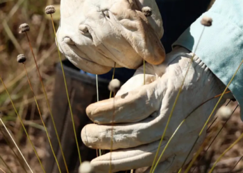 Pesquisadores reencontram em Minas Gerais duas espécies de plantas sem registros há cerca de 30 anos e consideradas potencialmente extintas.