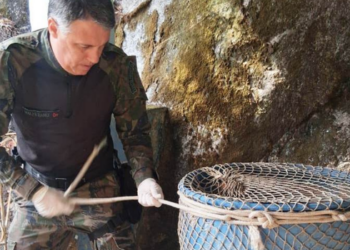 Capivaras têm sido vistas em diferentes regiões de Macaé. Guarda Ambiental alerta sobre cuidados e orienta população em casos de avistamento.