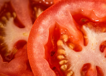 Sonhar com tomate pode simbolizar saúde, felicidade, energia, prosperidade e novos projetos. Descubra o significado de sonhar com tomate maduro e outras situações.
