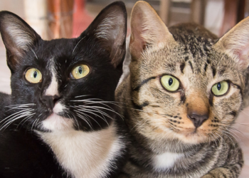 Sonhar com gato pode simbolizar independência, liberdade, intuição e mudanças. Descubra os significados espirituais, psicológicos e bíblicos desse sonho.
