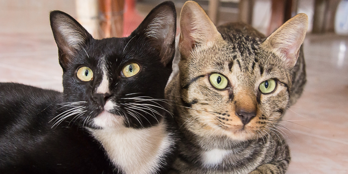 Sonhar com gato pode simbolizar independência, liberdade, intuição e mudanças. Descubra os significados espirituais, psicológicos e bíblicos desse sonho.