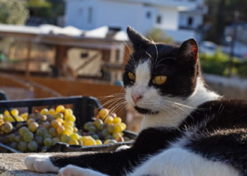 Quer passar uma temporada na Grécia cuidando de gatos? Veja como funciona o programa de voluntariado e quando começam as inscrições.