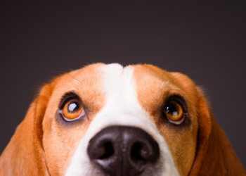Rio das Ostras oferece castração agendada e orientação veterinária gratuita nesta semana.
