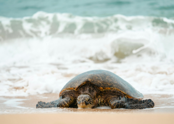 Quatro tartarugas marinhas foram encontradas mortas na Praia de Santa Clara, em São Francisco de Itabapoana. Causa das mortes ainda é investigada.