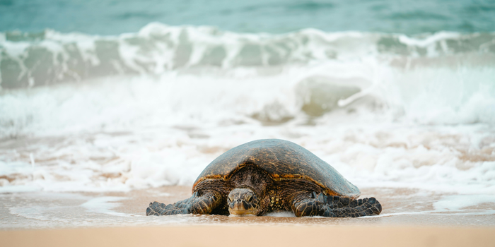 Quatro tartarugas marinhas foram encontradas mortas na Praia de Santa Clara, em São Francisco de Itabapoana. Causa das mortes ainda é investigada.