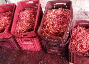 Fiscalização apreende 440 kg de camarão defumado em estrutura irregular no Farol de São Tomé, em Campos dos Goytacazes.