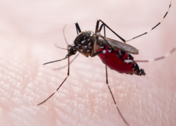 Primavera aumenta o risco de proliferação do Aedes aegypti. Saiba como prevenir criadouros e evitar dengue, zika e chikungunya.