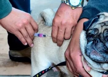 Quissamã realiza neste sábado (26) o Dia D de vacinação antirrábica para cães e gatos. Imunização será gratuita em seis pontos do município.