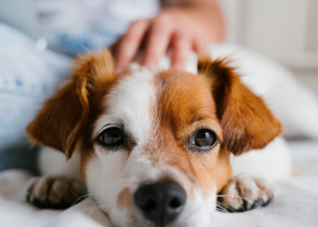 Revisão científica analisa o “pet parenting” e mostra como tutores criam vínculos semelhantes aos de pais e filhos com seus cães.