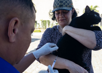 Macaé terá vacinação antirrábica gratuita para cães e gatos em seis pontos itinerantes entre quarta (9) e sexta-feira (11).