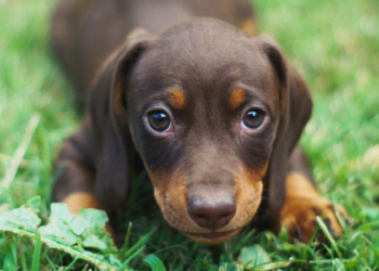 Cães disponíveis para adoção em Macaé ganham nova divulgação da Prefeitura para aumentar as chances de encontrar um lar responsável.