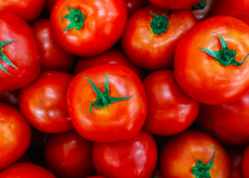 Estudo internacional aponta que o melhoramento genético pode ter reduzido parte do sabor dos tomates modernos e identifica gene ligado a características sensoriais desejáveis.