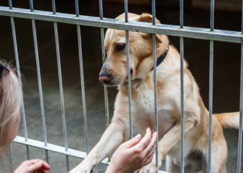 Pesquisa da Golden Opinion Box aponta que mais de 80% dos tutores brasileiros adotaram seus pets e destaca a importância da adoção responsável.