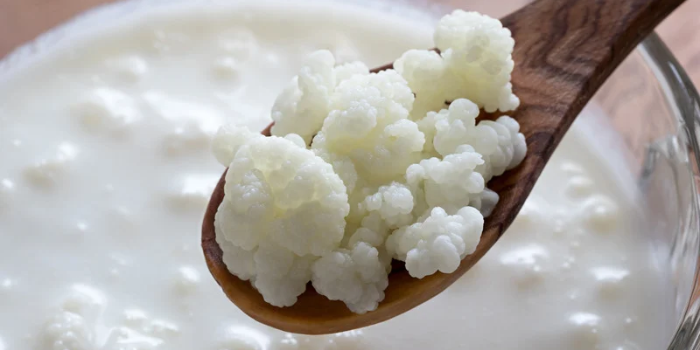 Estudo aponta que kefir, iogurte e outros alimentos fermentados podem favorecer a saúde intestinal e muscular, mas ainda não comprovam ganho de massa.