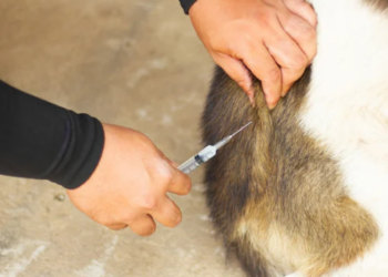 Rio das Ostras realiza a Campanha de Vacinação Antirrábica Animal 2026 nos dias 7, 14, 21 e 28 de novembro. Confira os locais e horários.
