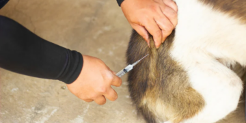 Rio das Ostras realiza a Campanha de Vacinação Antirrábica Animal 2026 nos dias 7, 14, 21 e 28 de novembro. Confira os locais e horários.