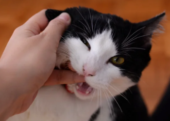 Saiba o que significa sonhar com mordida, cachorro mordendo ou gato mordendo e conheça as principais interpretações populares desses sonhos.