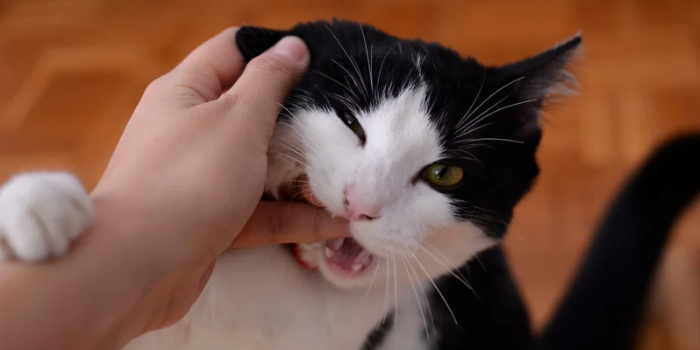Saiba o que significa sonhar com mordida, cachorro mordendo ou gato mordendo e conheça as principais interpretações populares desses sonhos.