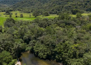 MapBiomas revela aumento de 45% na fragmentação da vegetação nativa brasileira. Mata Atlântica lidera e Amazônia registra redução de 76% no tamanho médio das áreas.