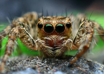 Sonhar com aranha pode simbolizar criatividade, prosperidade, medo ou transformação. Conheça os possíveis significados e interpretações espirituais.