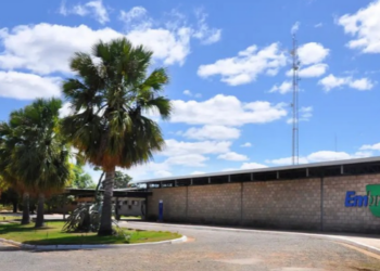 Embrapa Florestas é escolhida pela FAO como primeiro Centro de Referência em Florestas Plantadas, ampliando a participação brasileira em projetos internacionais.