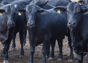 Brasil registra superávit de US$ 7,74 bilhões em setembro, com alta nas exportações, queda nas importações e destaque para petróleo e carne bovina.