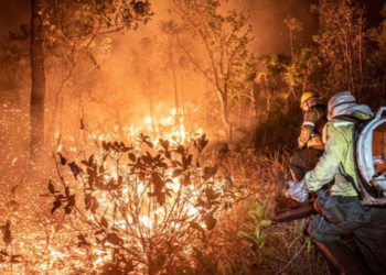 Amazonas reforça o combate às queimadas com 290 brigadistas e seis aeronaves. Governo informa que 229 incêndios florestais já foram extintos.